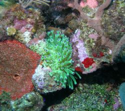 Roatan Honduras, Nikon Coolpix 5400 sea & sea DX5400 hous... by Chuck Duran 